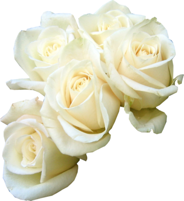 PSD White Rose