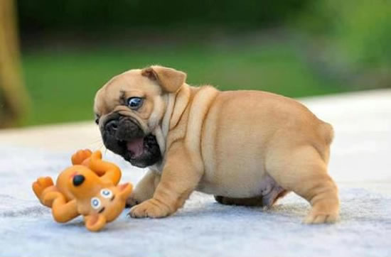 Puppy Cute Baby Animals