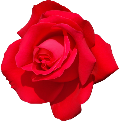 Red Rose PSD