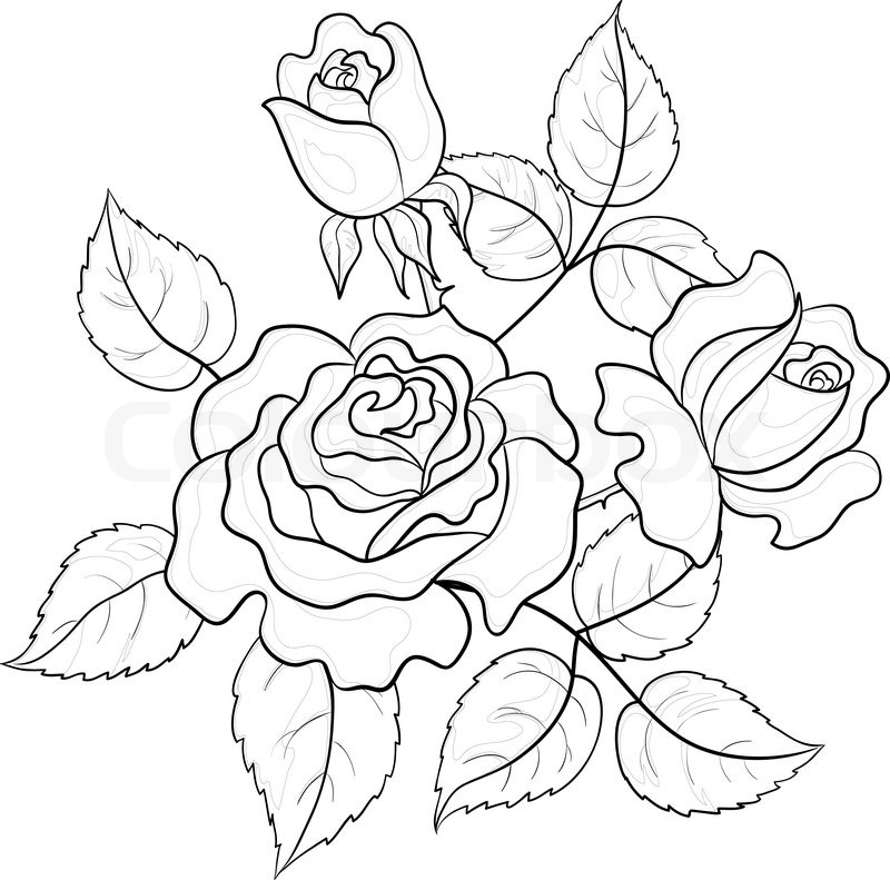 Rose Leaf Drawing