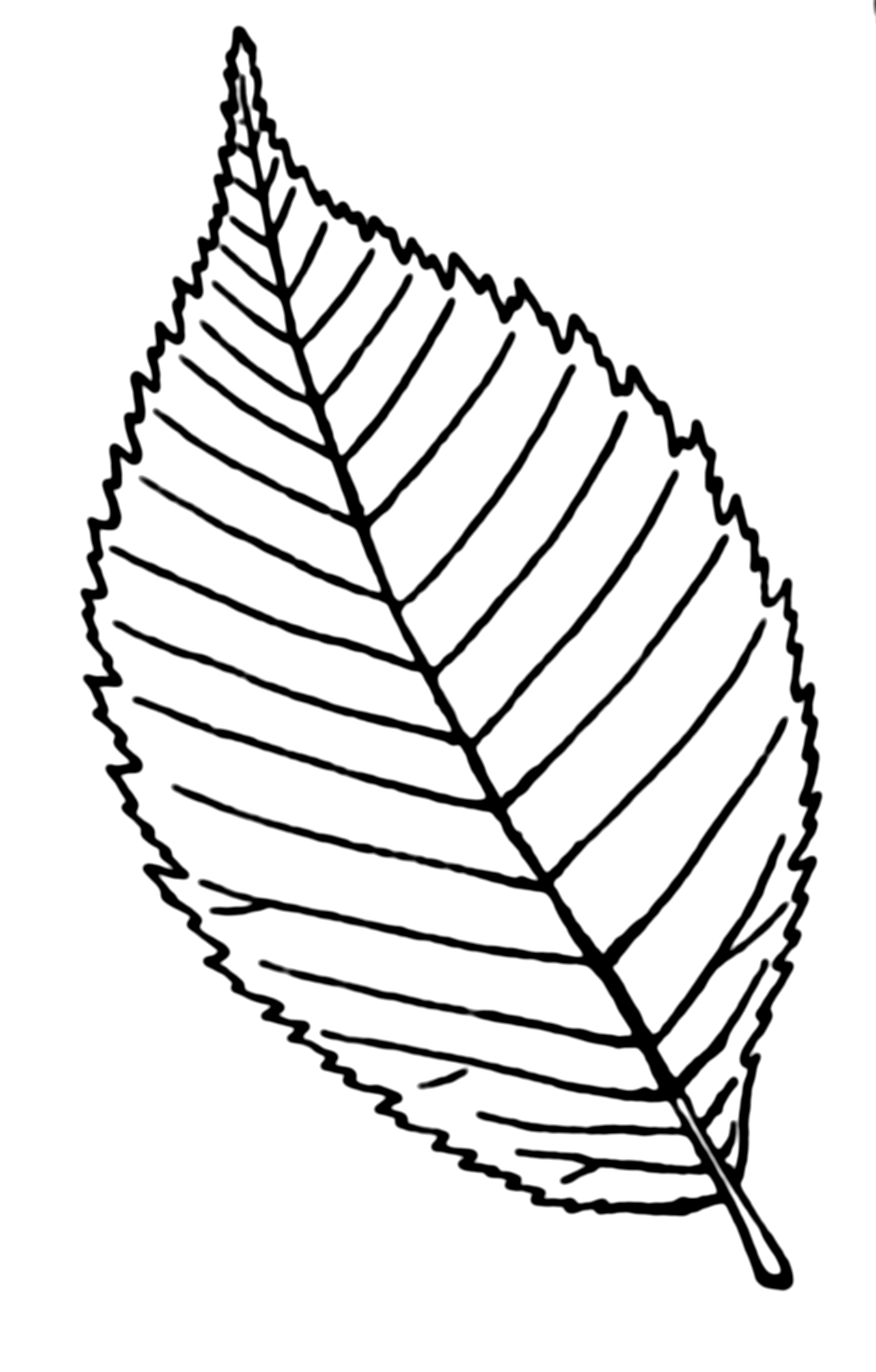 Rose Leaf Line Drawing