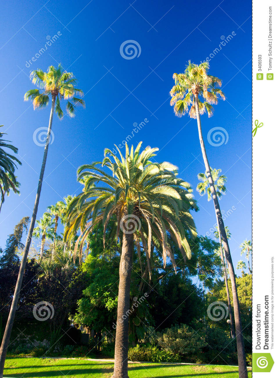 Tall Palm Trees in California