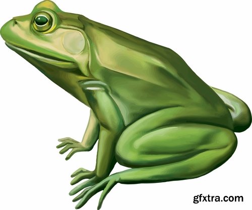 The Color Green with White Lines On a Bright Side Frog
