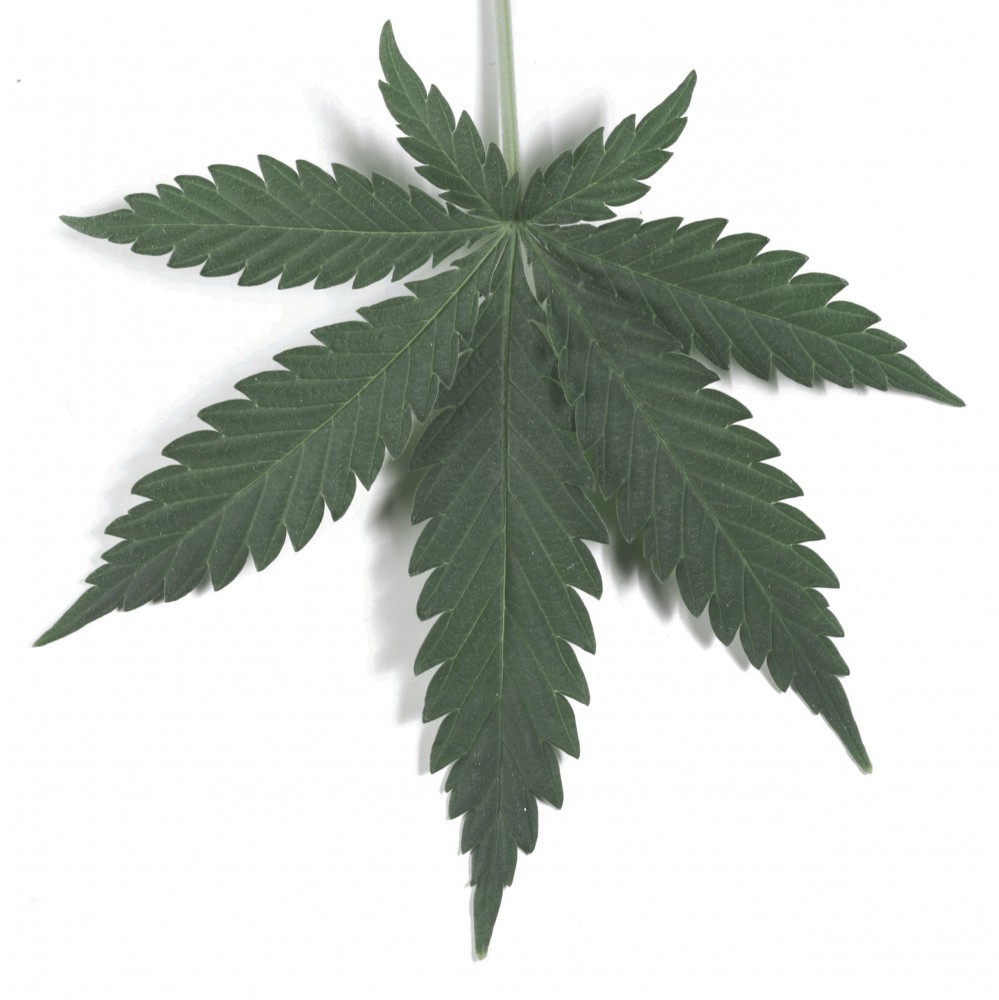 Time Magazine Cover Marijuana Leaf