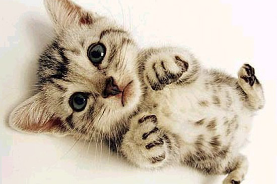 Top Cutest Baby Animals Top Cutest Baby Animals