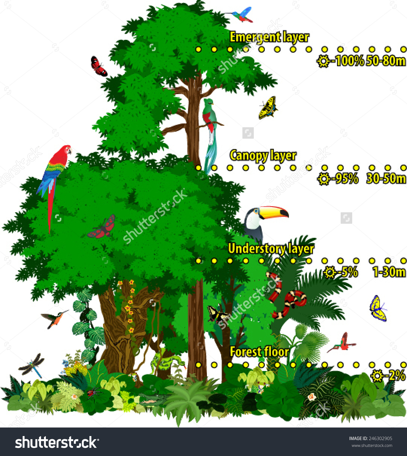 Tropical Rainforest Tree Animals