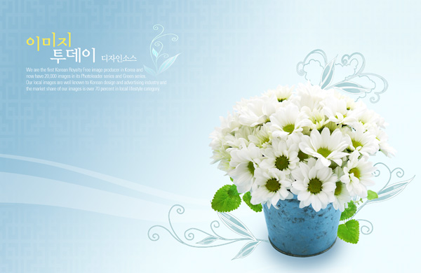 White Flowers Desktop Background