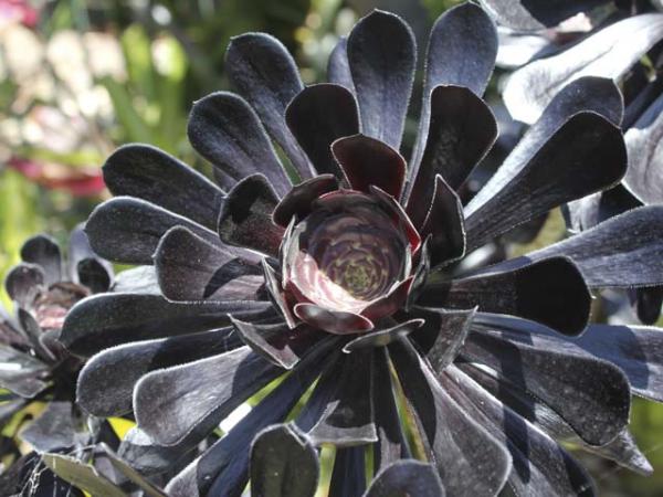 18 Photos of Black Plants Photos And Descriptions