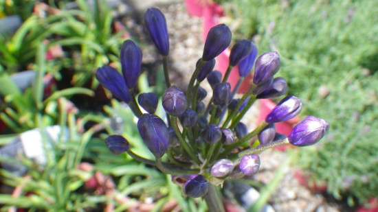 Agapanthus Back in Black