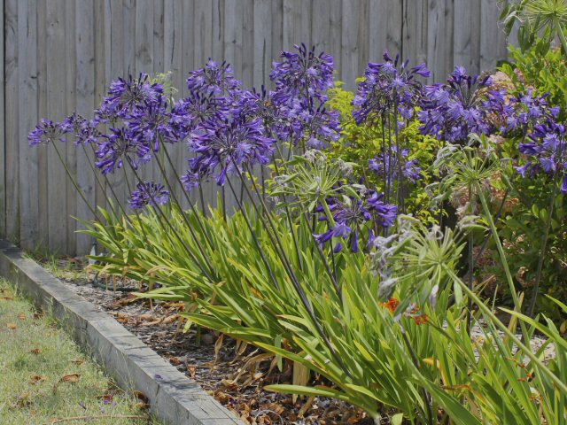 Agapanthus 'Back to Black'