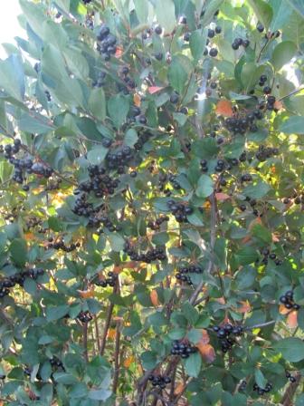 Aronia Berry Bushes