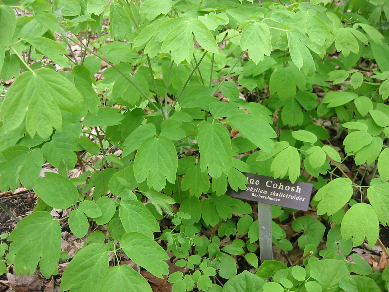 Black and Blue Cohosh