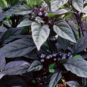 Black Foliage Plants with Leaves