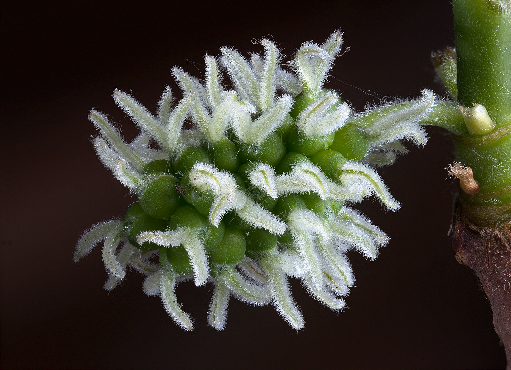 Black Mulberry Flower