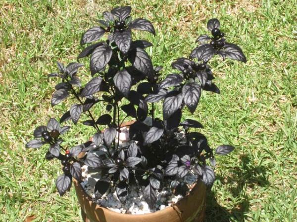 Black Pearl Pepper Plant