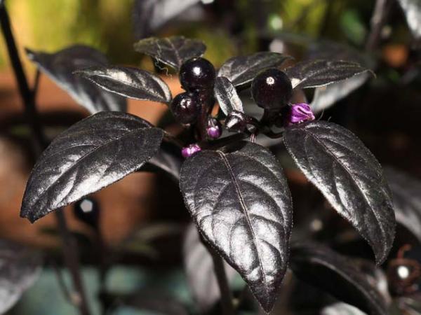 Black Pearl Pepper Plant