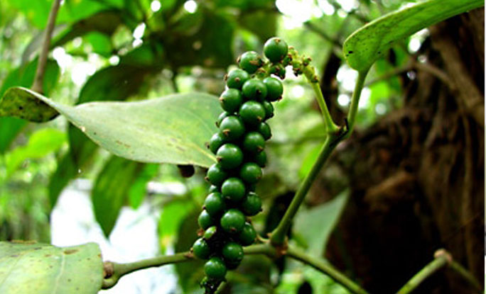 Black Pepper Plant Black Pepper Plant