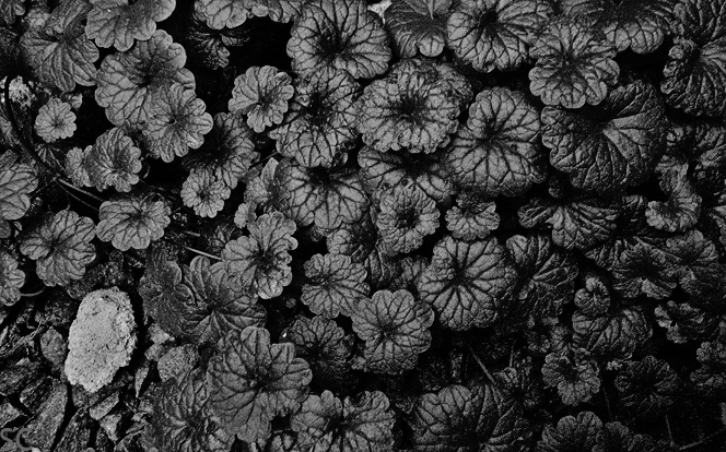 Black Plants