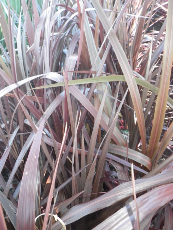 Cordyline Plant Black Knight