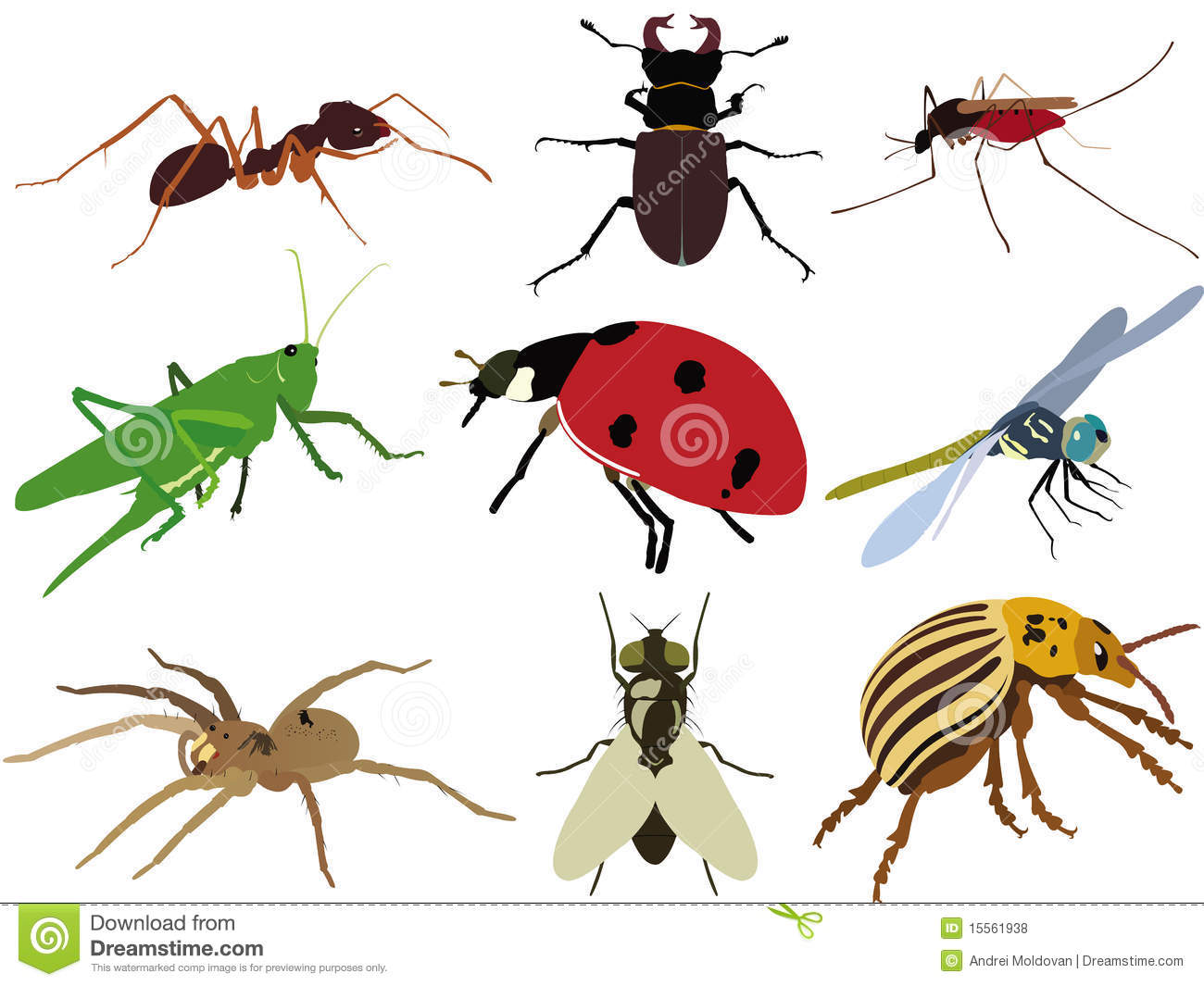 Different Insects