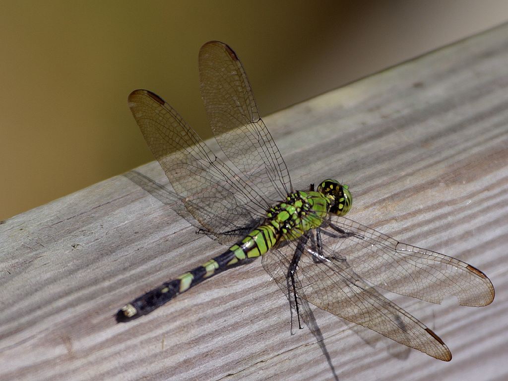 Dragonfly Insect