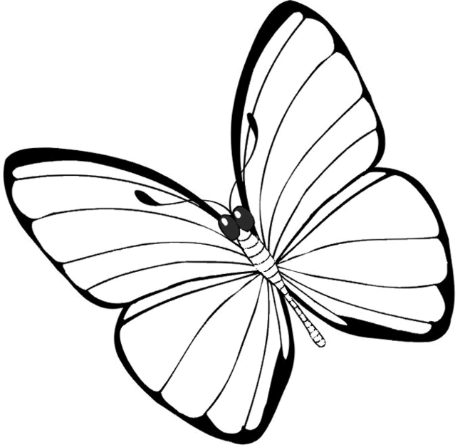 Free Butterfly Coloring Pages