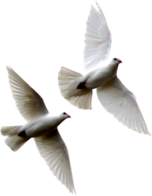 Funerals White Dove Birds