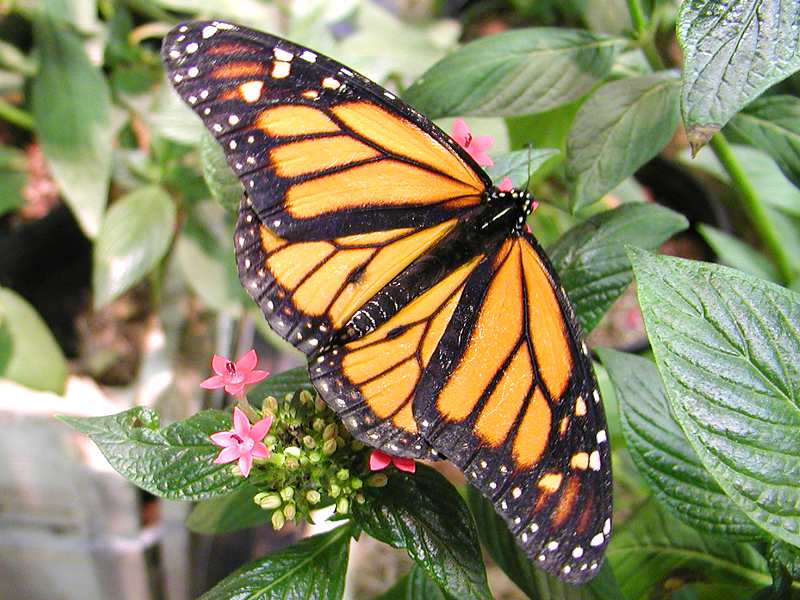 Fuzzy Caterpillar into Butterfly