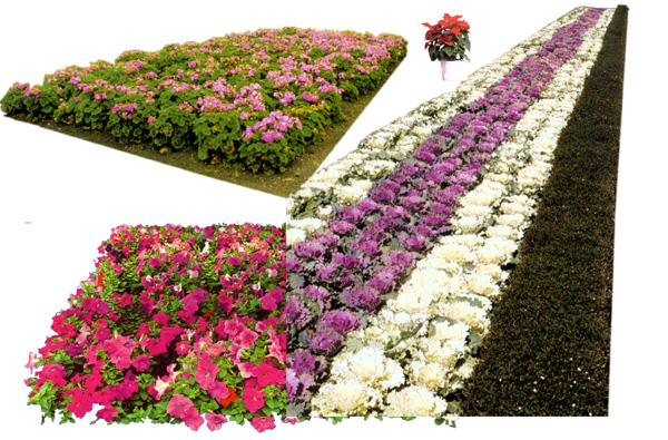 Garden Flowers Sources