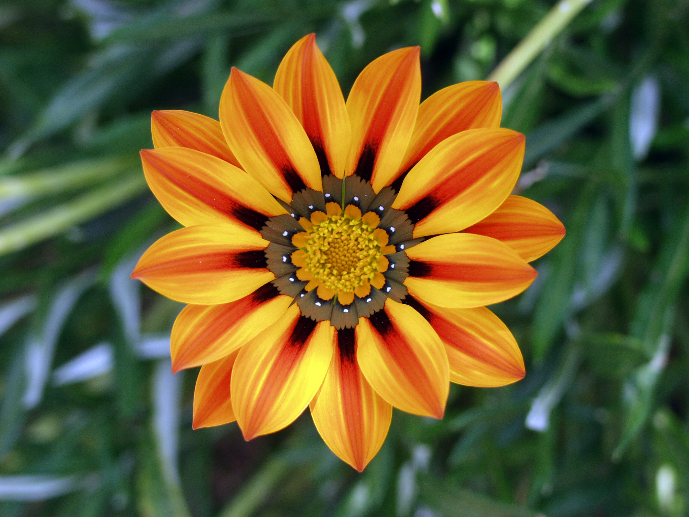 Gazania Flower