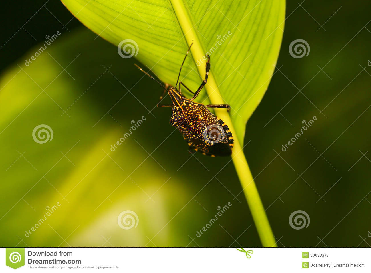 Insect On Leaves
