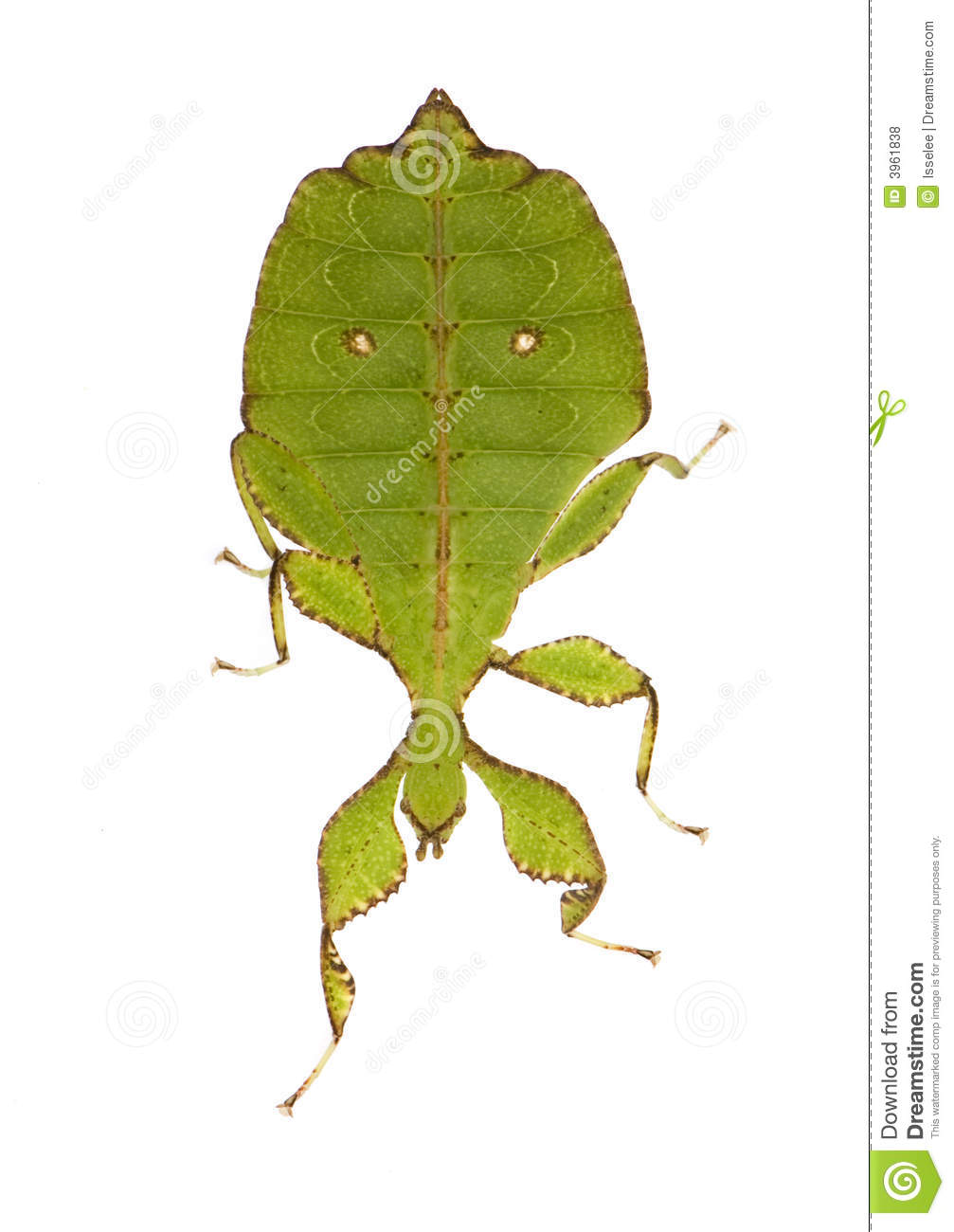 Leaf Insect