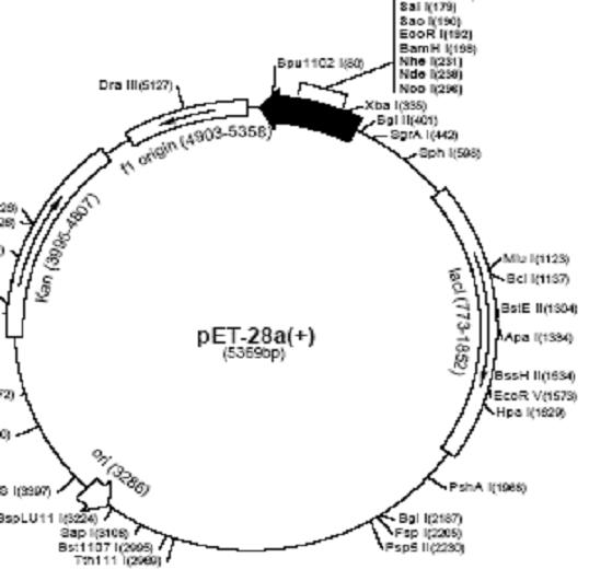 Pet Plasmid Vector Map