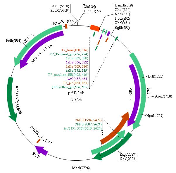 Pet Plasmid Vector Map