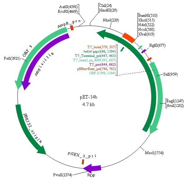 Pet Plasmid Vector Map