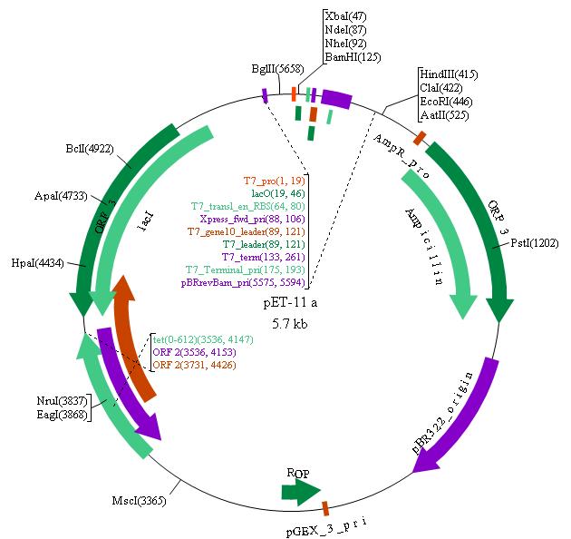 Pet Plasmid Vector Map