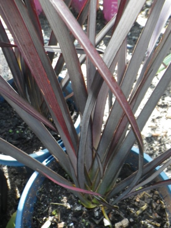 Phormium Blackadder Plants