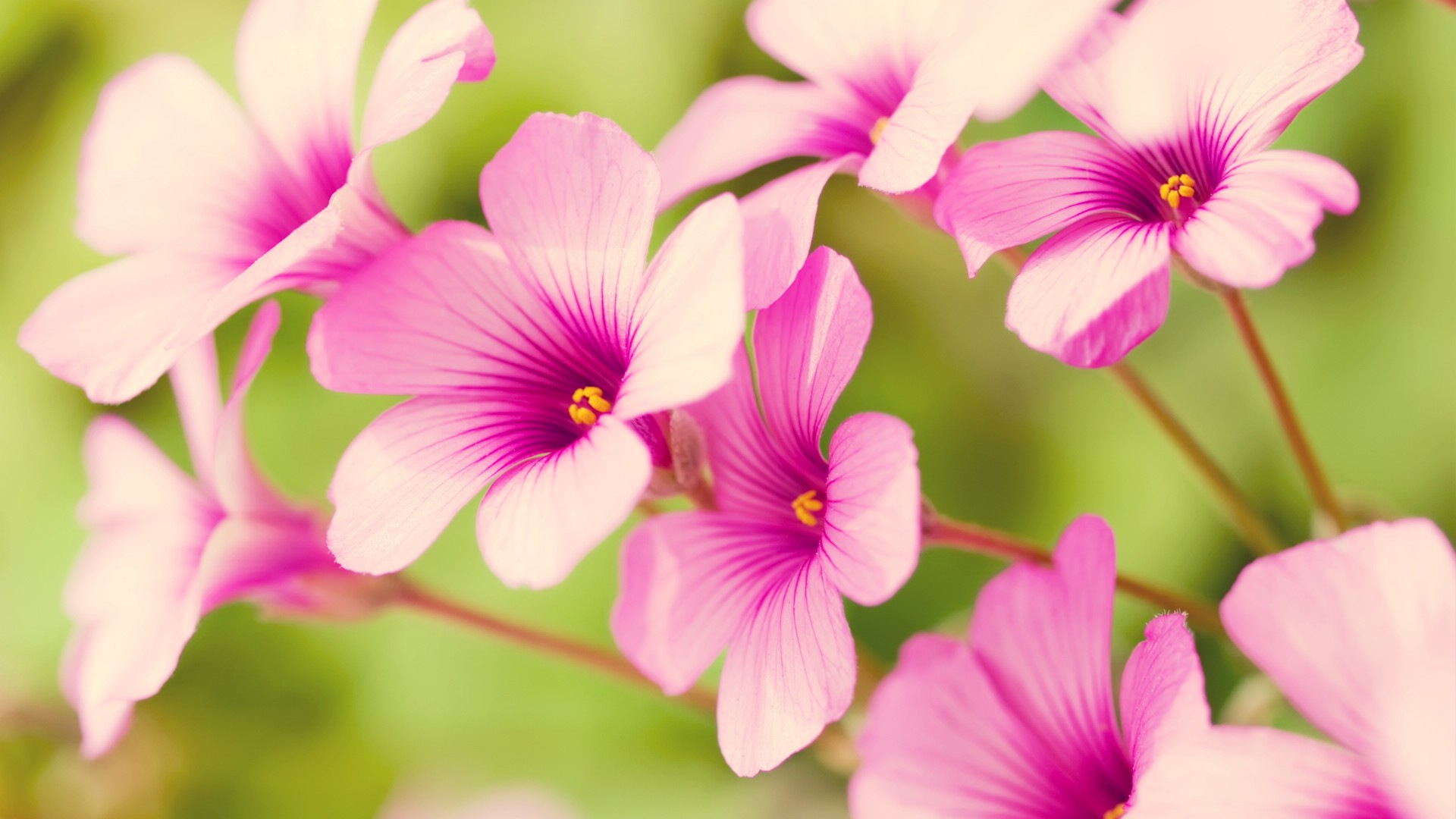 Pretty Spring Flowers Wallpaper