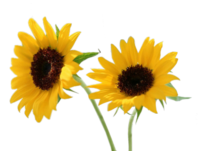 PSD Sun Flowers