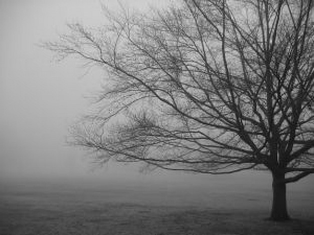 Scary Trees at Night