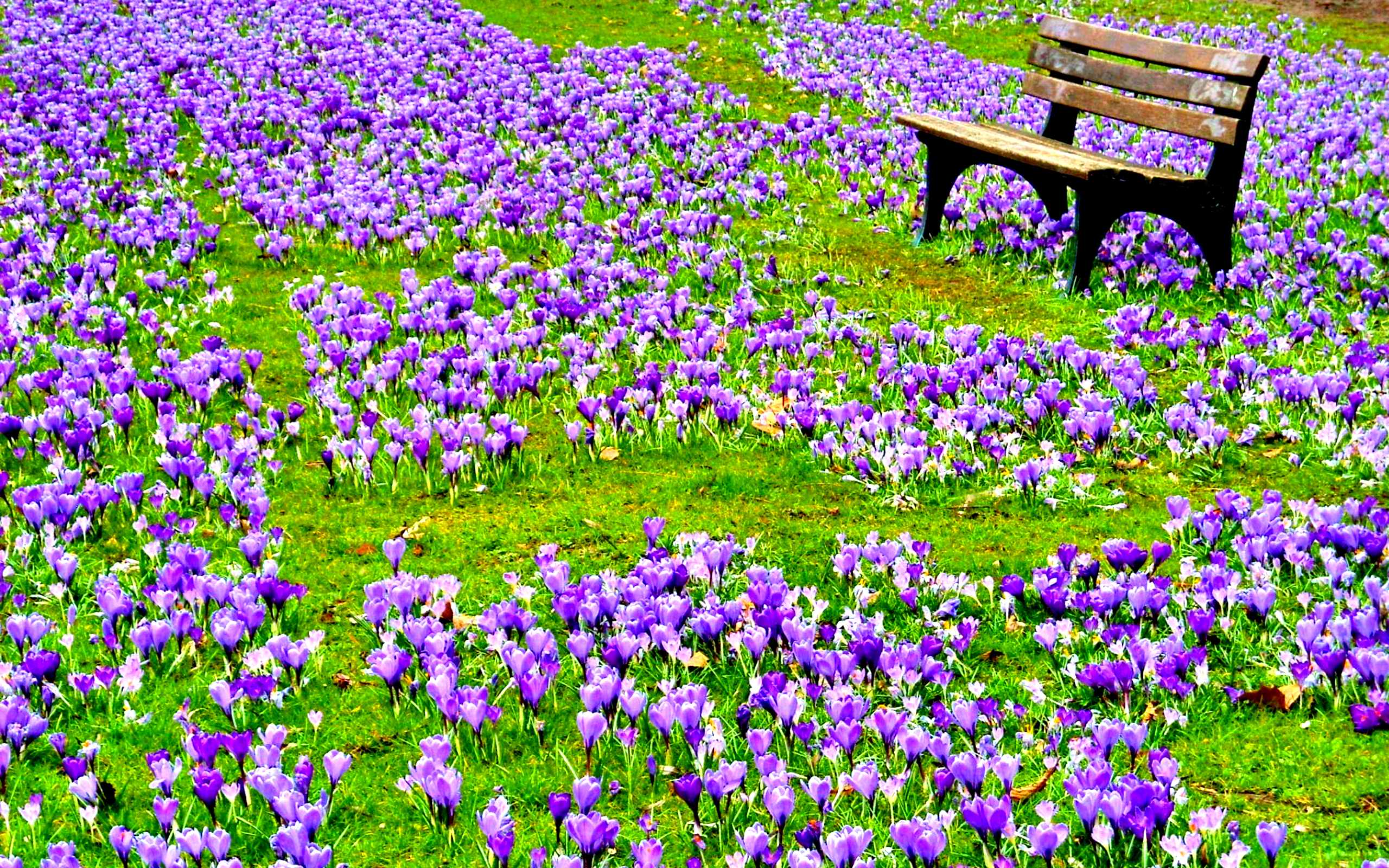 Spring Flower Field