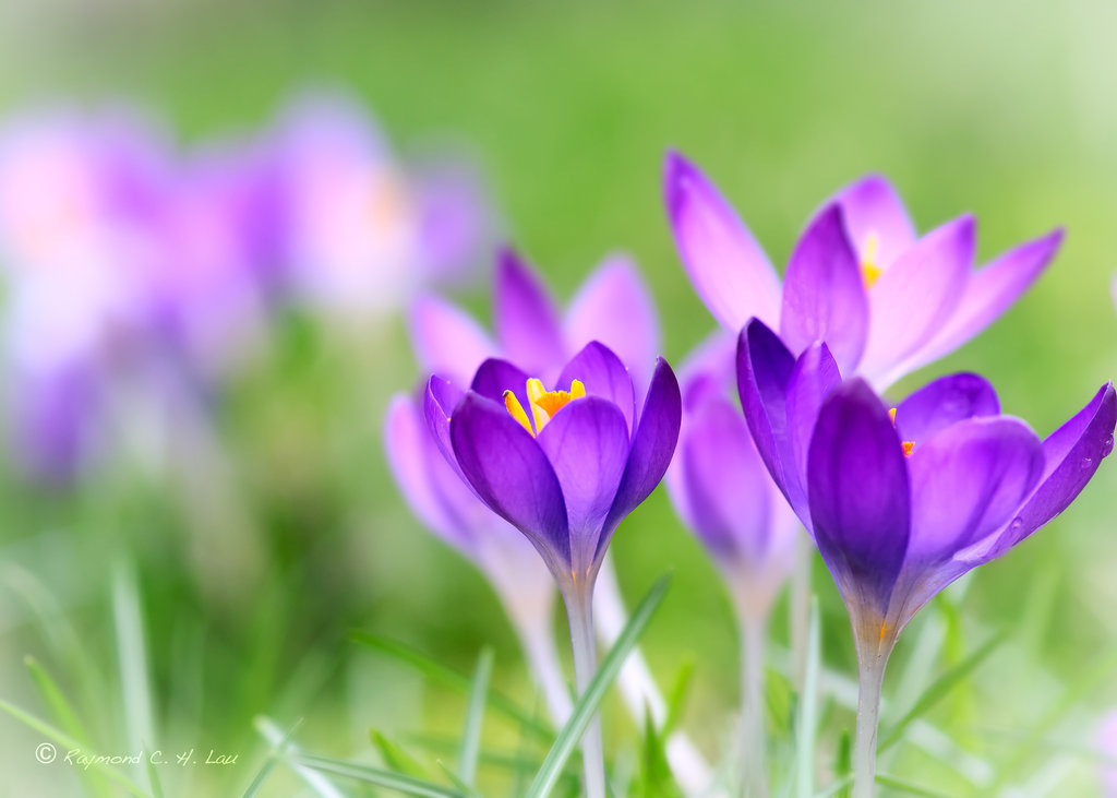 Spring Flowers Photography
