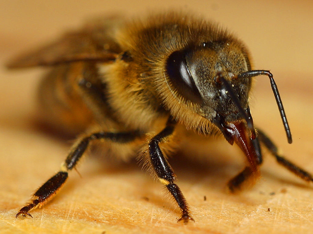 State Insect Honey Bee