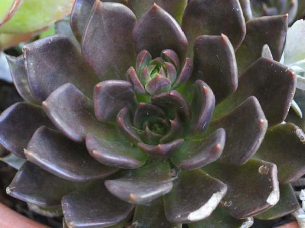 Succulent Echeveria Black Prince