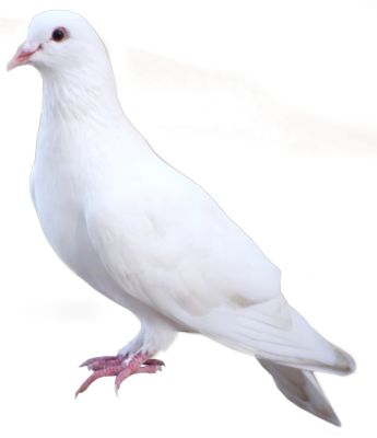 White Dove PSD