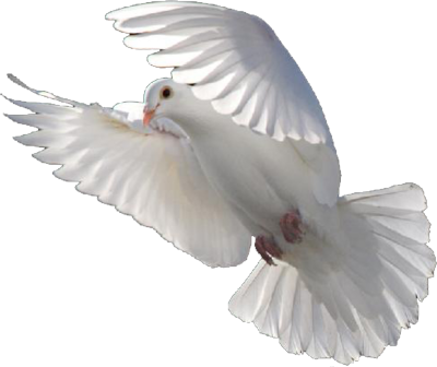 White Dove PSD