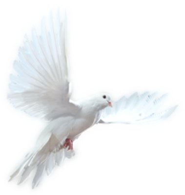 White Dove PSD