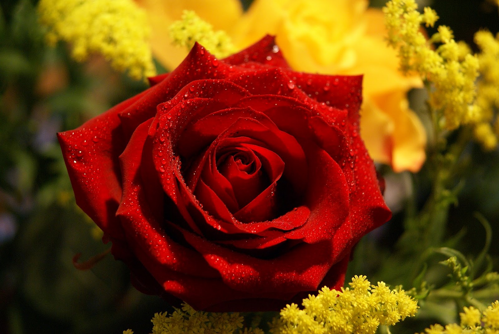 Beautiful Red Rose Flowers