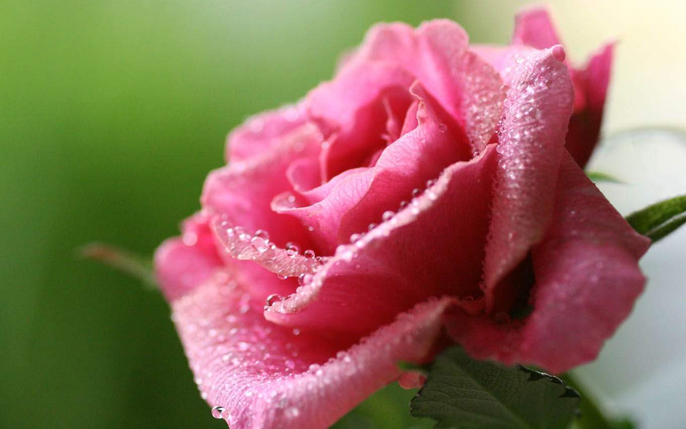Beautiful Rose Flowers