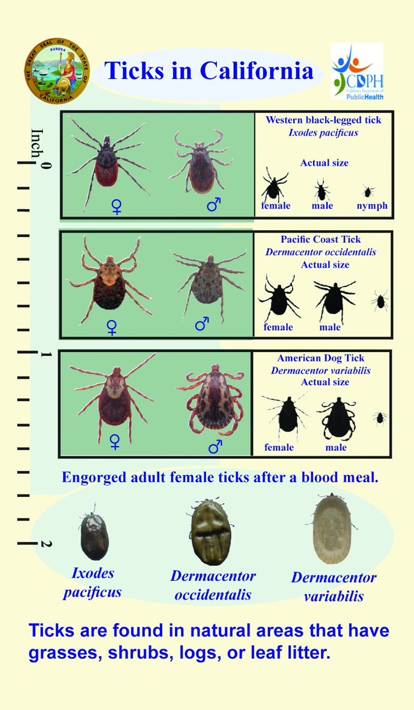 Deer Tick Identification Card